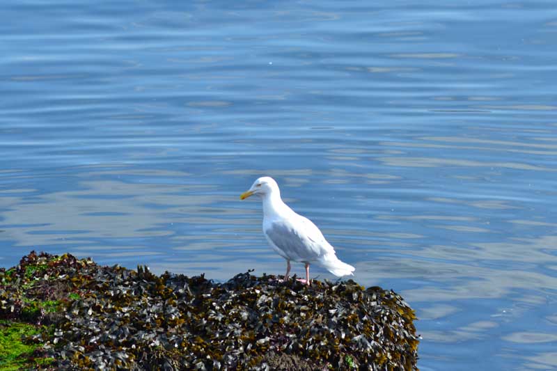 uccelli islandesi 1